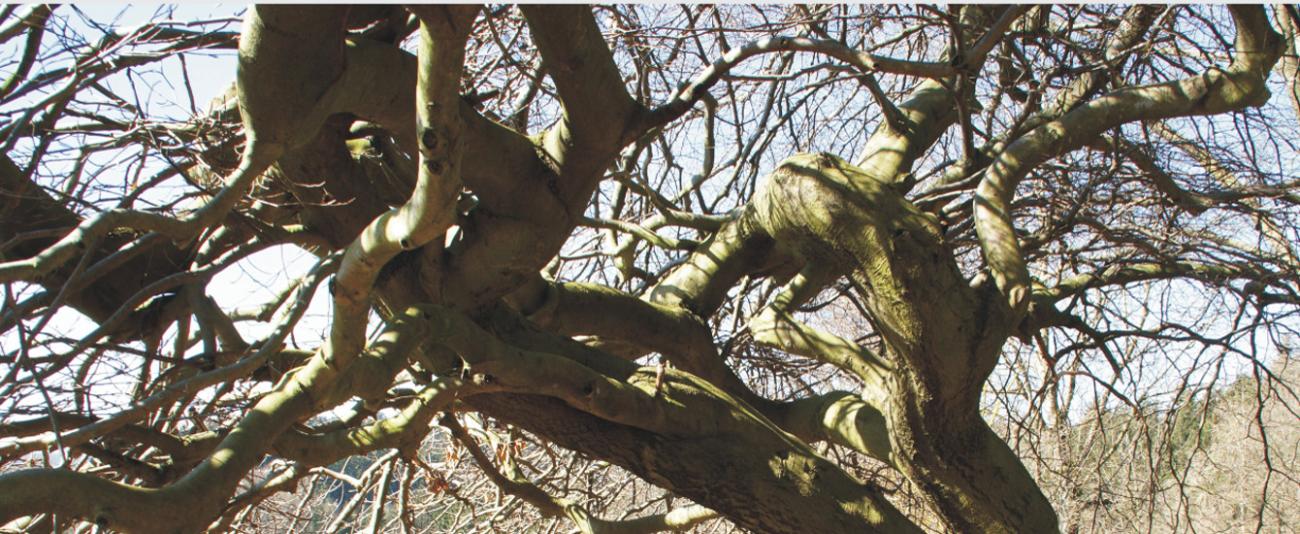 Vater_unser_Baum_1340_550