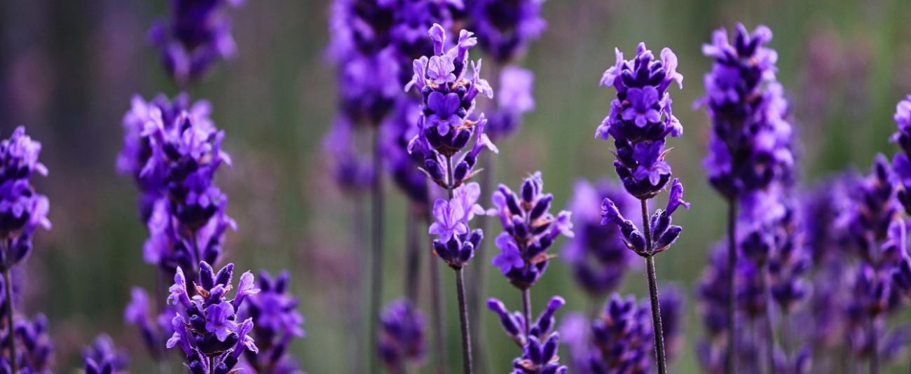 lavender_1340x550
