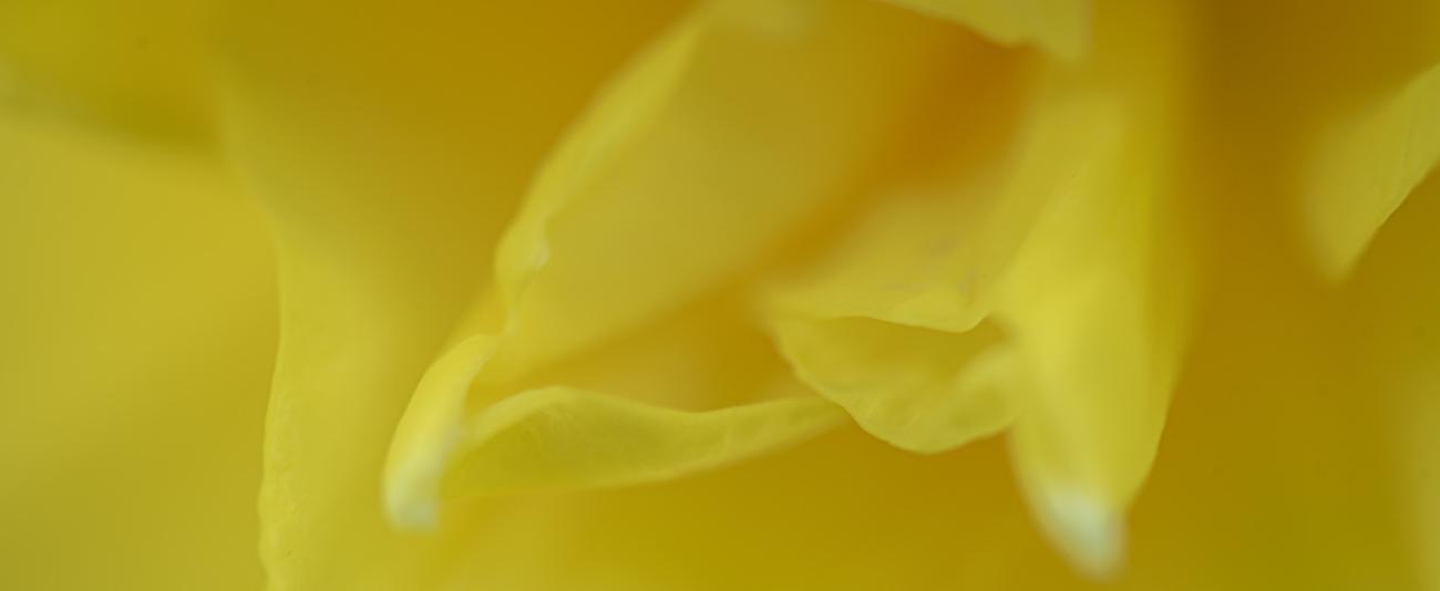 narcissus-1340_550