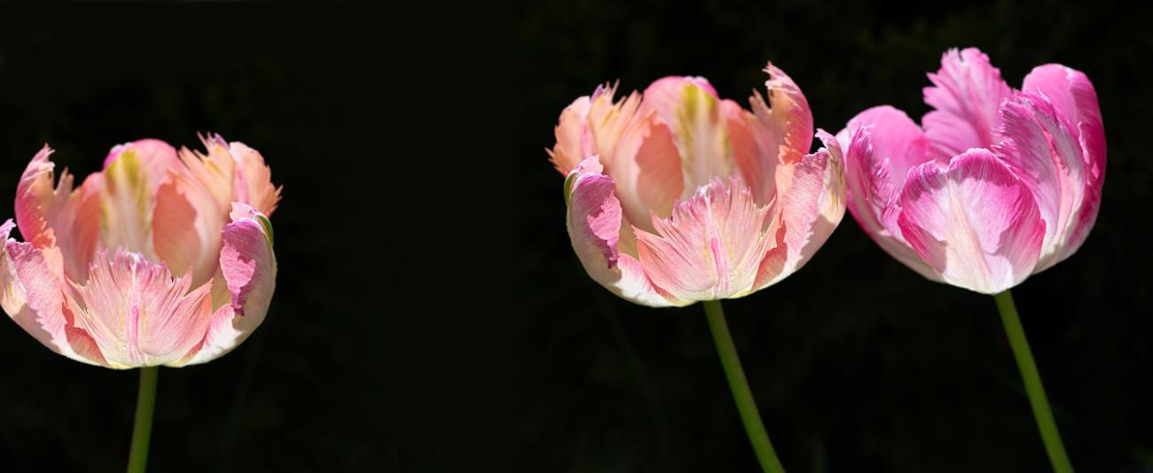 Flower-background_1340_550