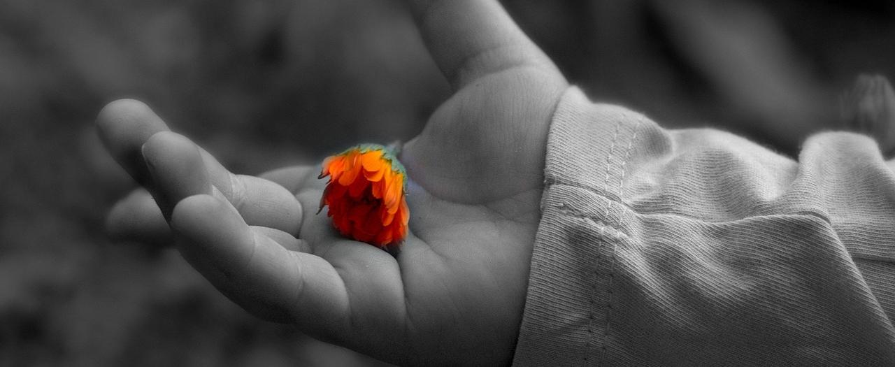 Hand hält Blume