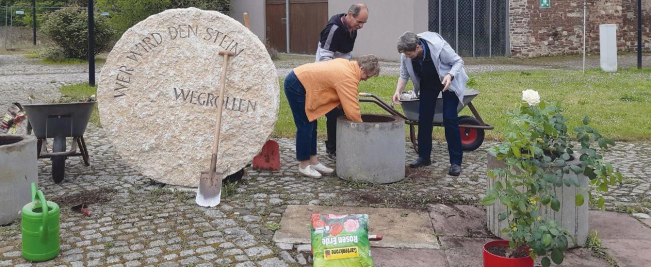 Menschen pflanzen eine Rose neben einem Stein