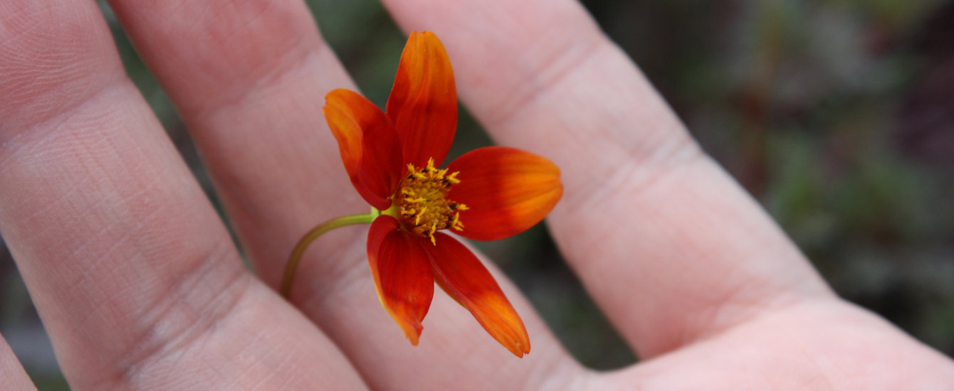 kleine Blume zwischen Fingern