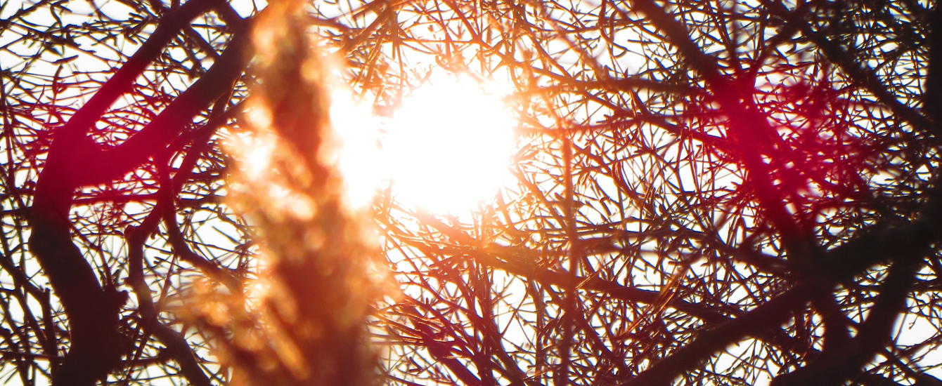 sonne-hinter-zweigen